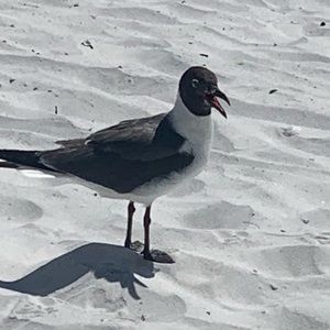 Meet your Posher, Chase